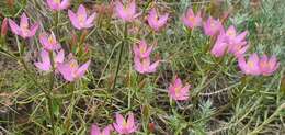 Image of Centaurium quadrifolium subsp. barrelieri (Dufour) G. López González