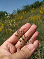 صورة Camelina rumelica Velen.