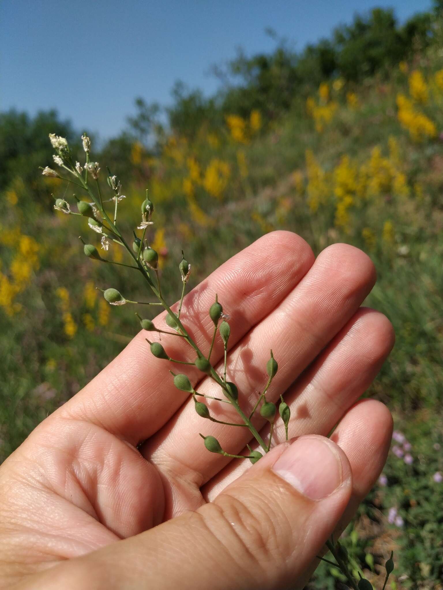 Image of graceful false flax