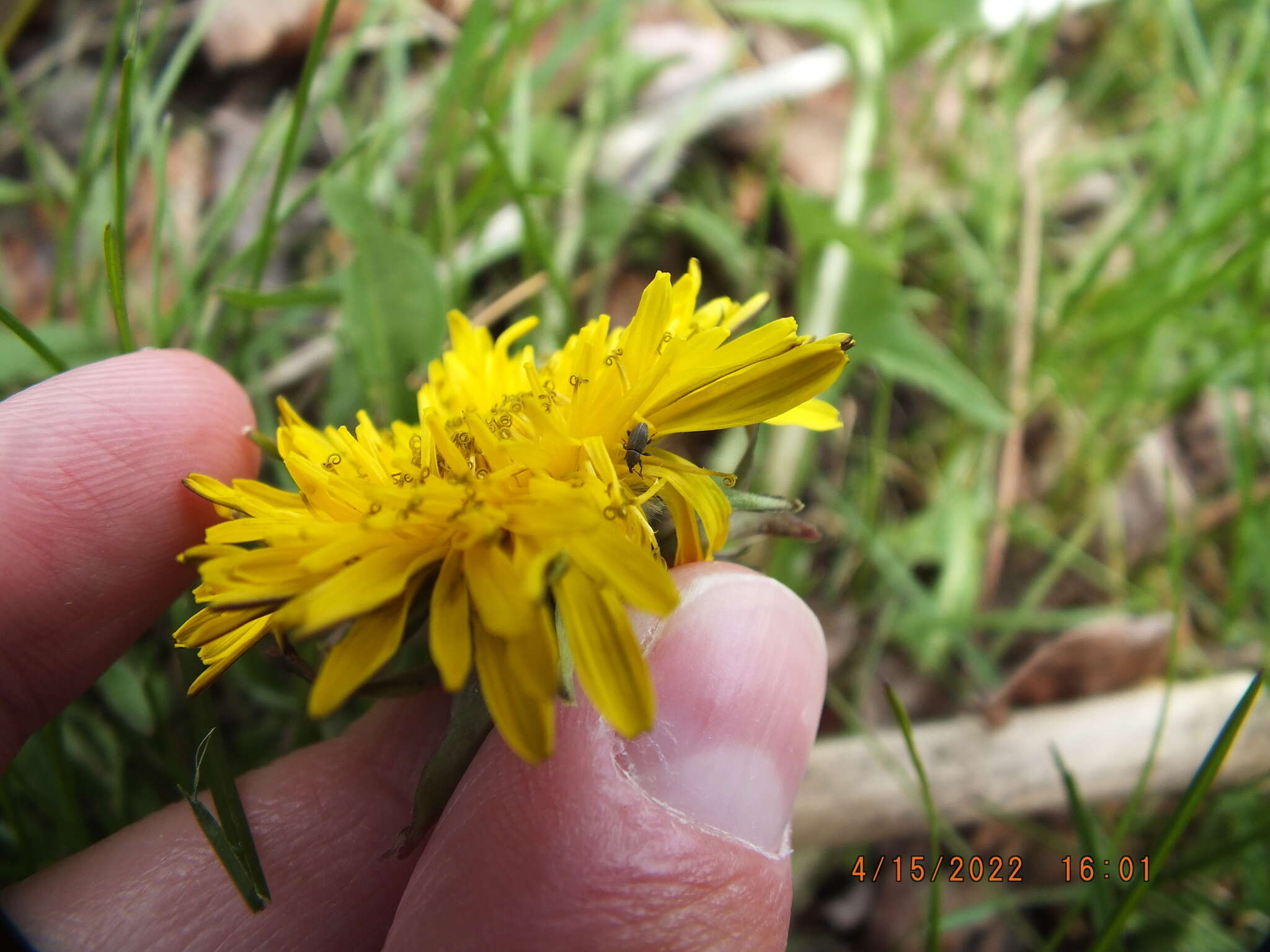 Image of Clover Seed Weevil