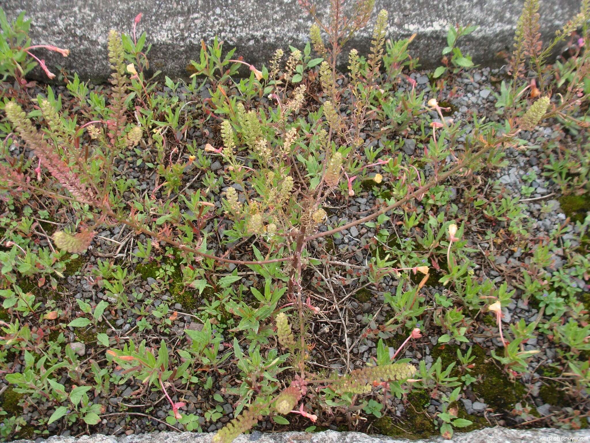 Image of Lepidium chichicara Desv.