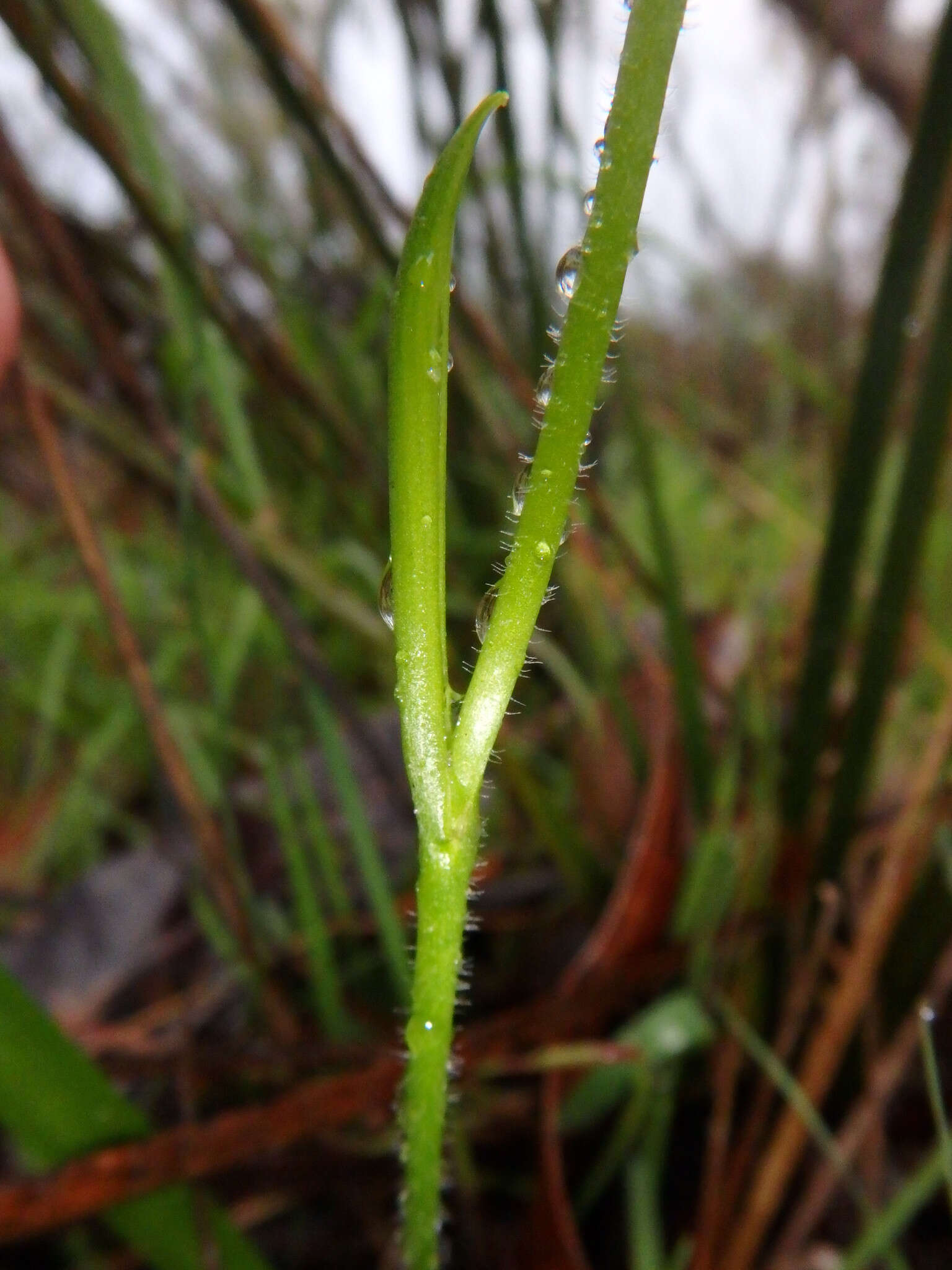 Plancia ëd Pheladenia