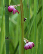 Image de Pyrola asarifolia subsp. asarifolia