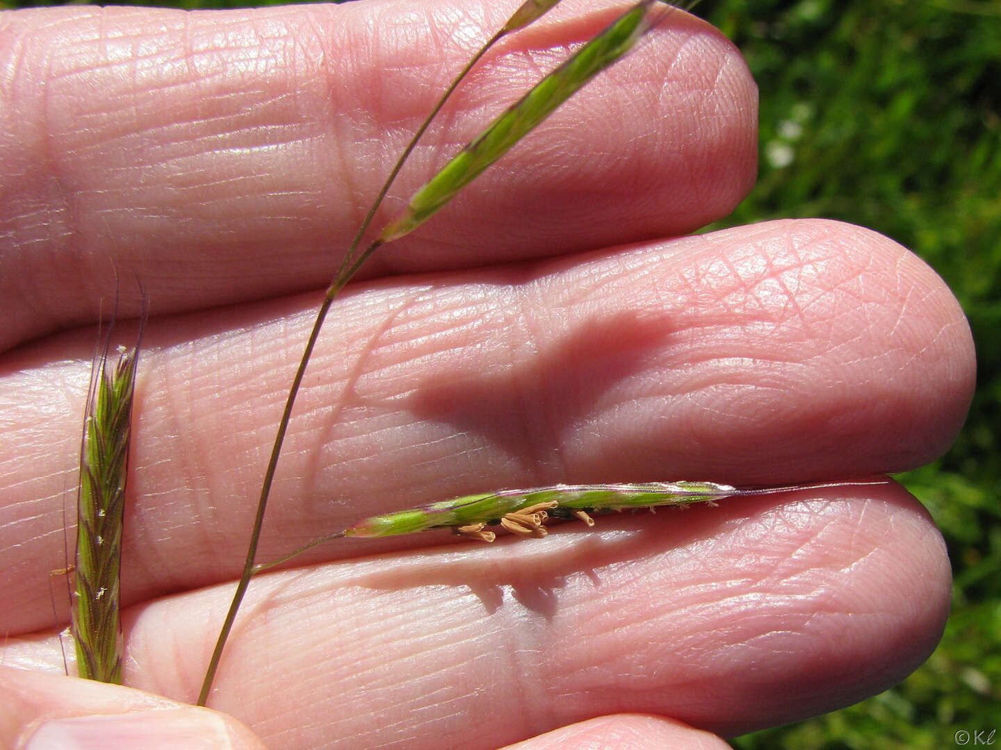 Image of annual semaphoregrass