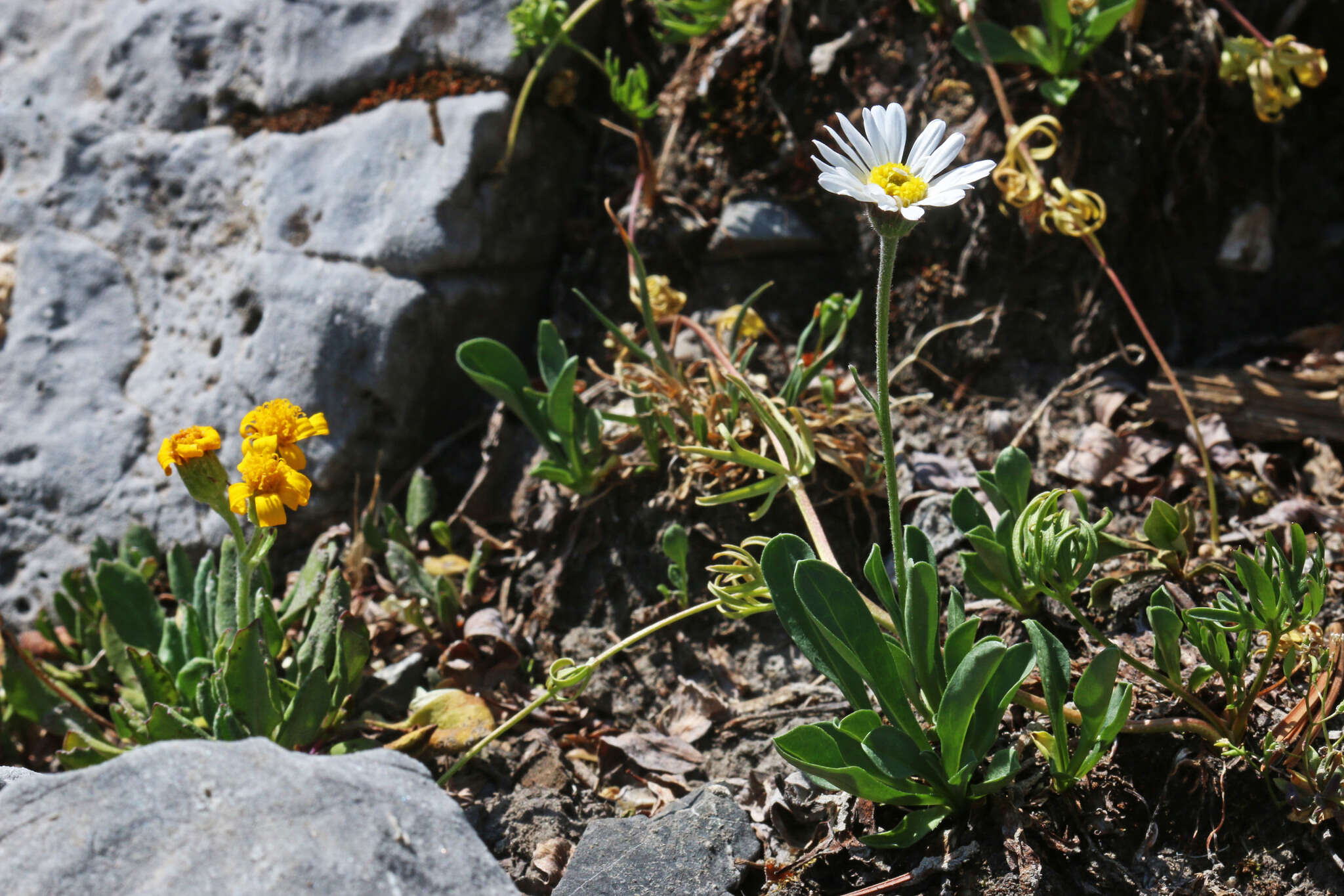 Image de Erigeron garrettii A. Nels.