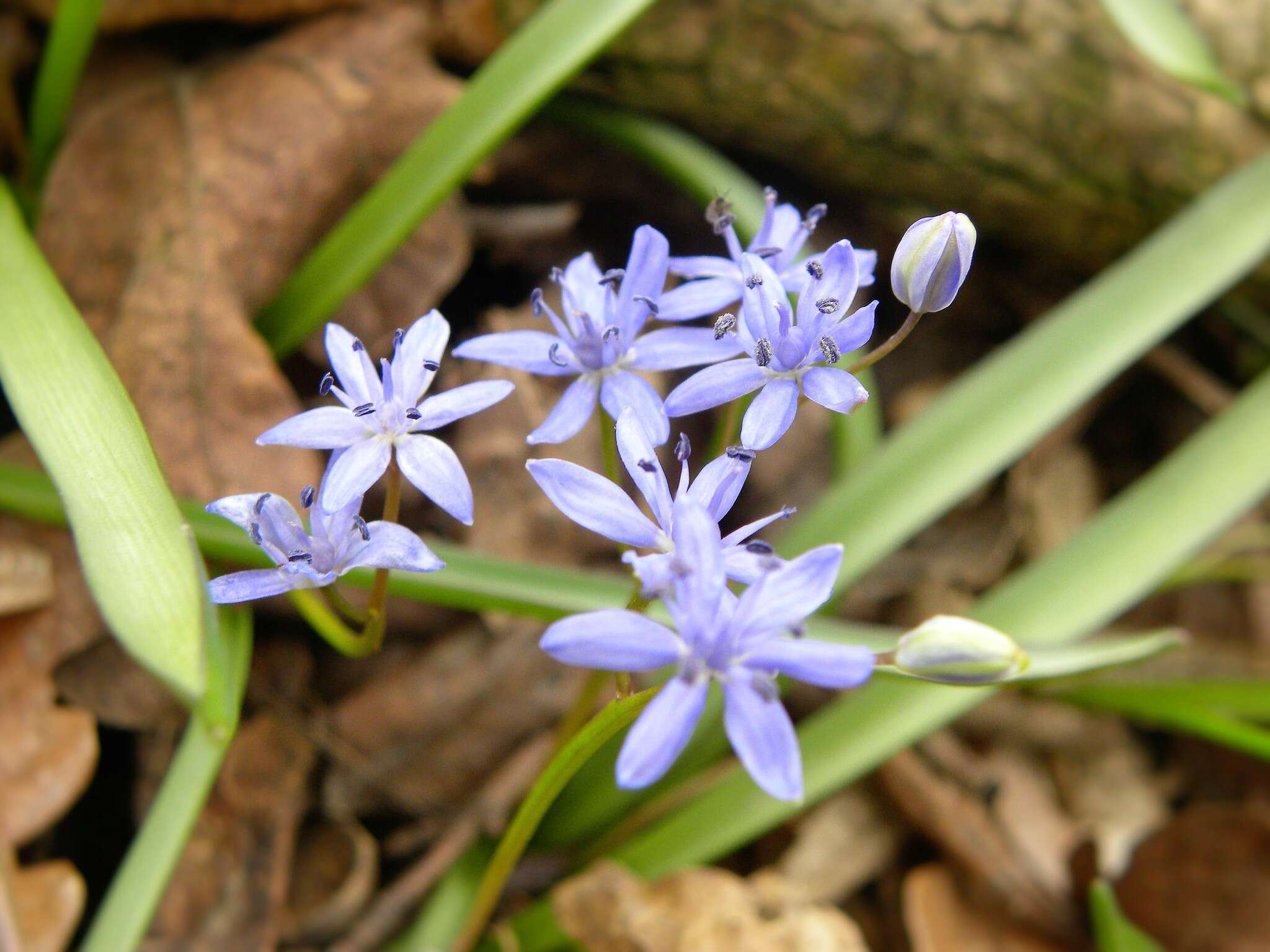 Image of Scilla vindobonensis Speta