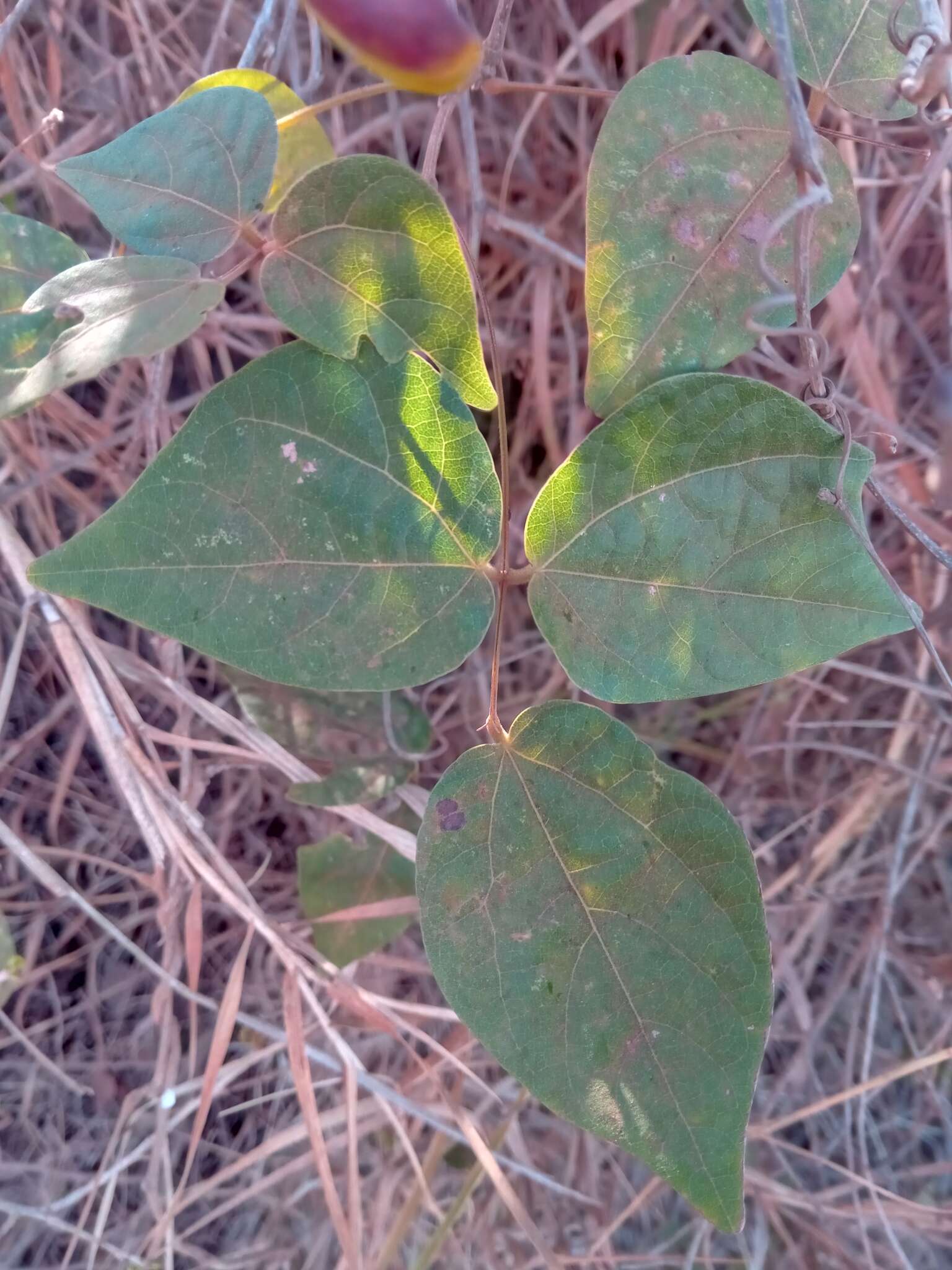 Plancia ëd Rhynchosia baukea Du Puy & Labat