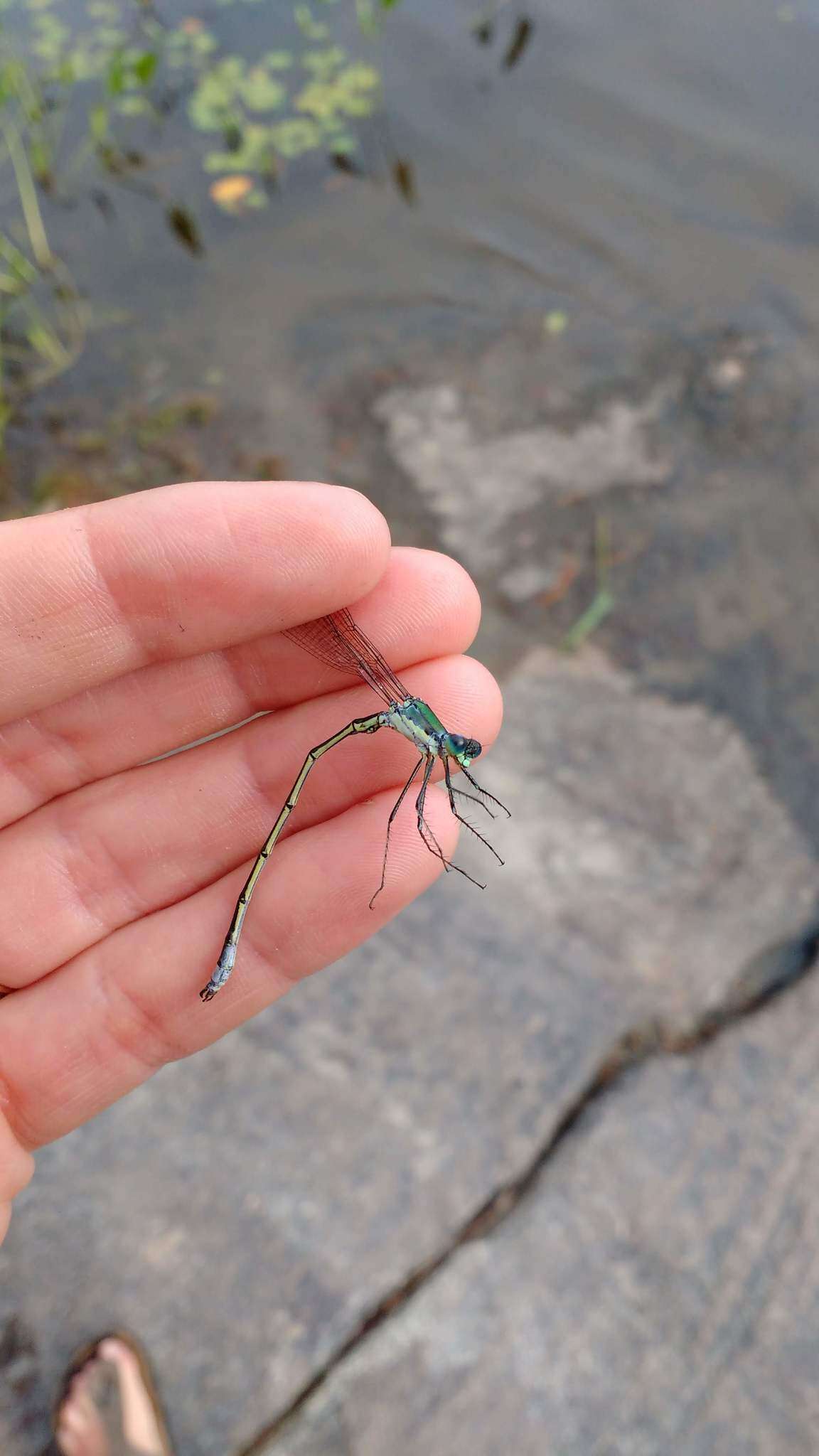 Image of Elegant Spreadwing