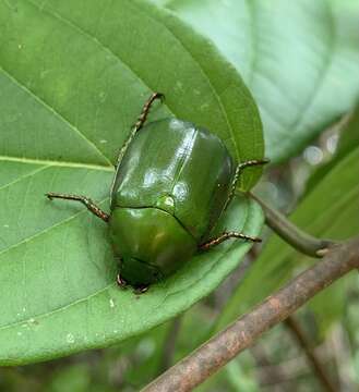 Image of Anomala cupripes (Hope 1839)