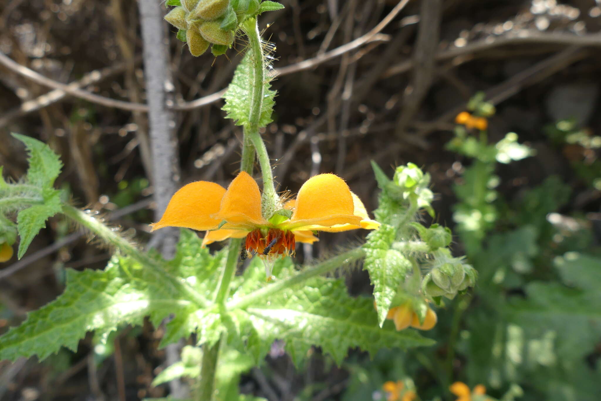 Image of Loasa sclareifolia Juss.