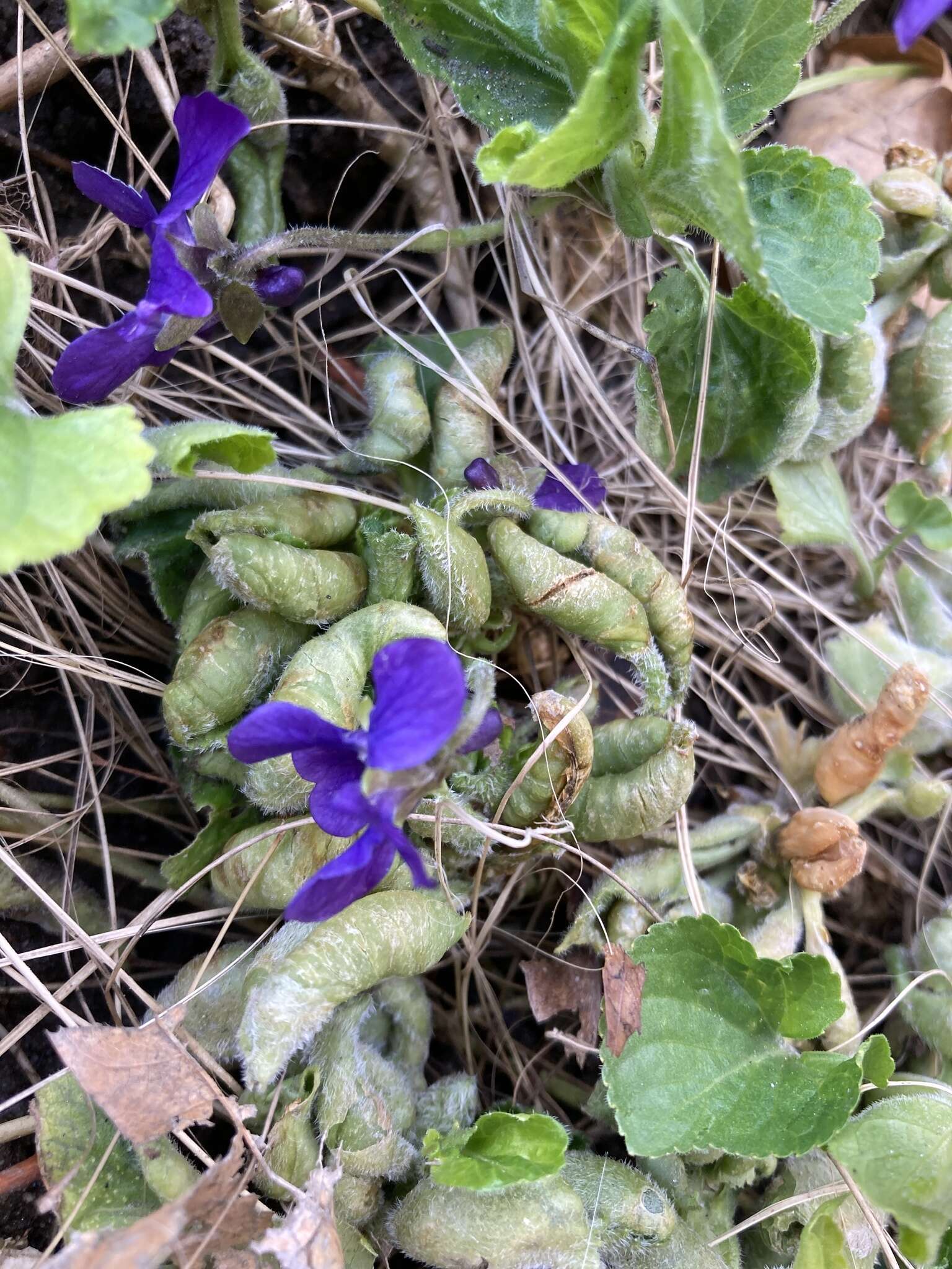 Sivun Prodiplosis violicola (Coquillett 1900) kuva