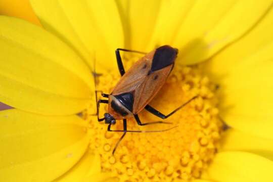 Image of Calocoris nemoralis (Fabricius 1787)