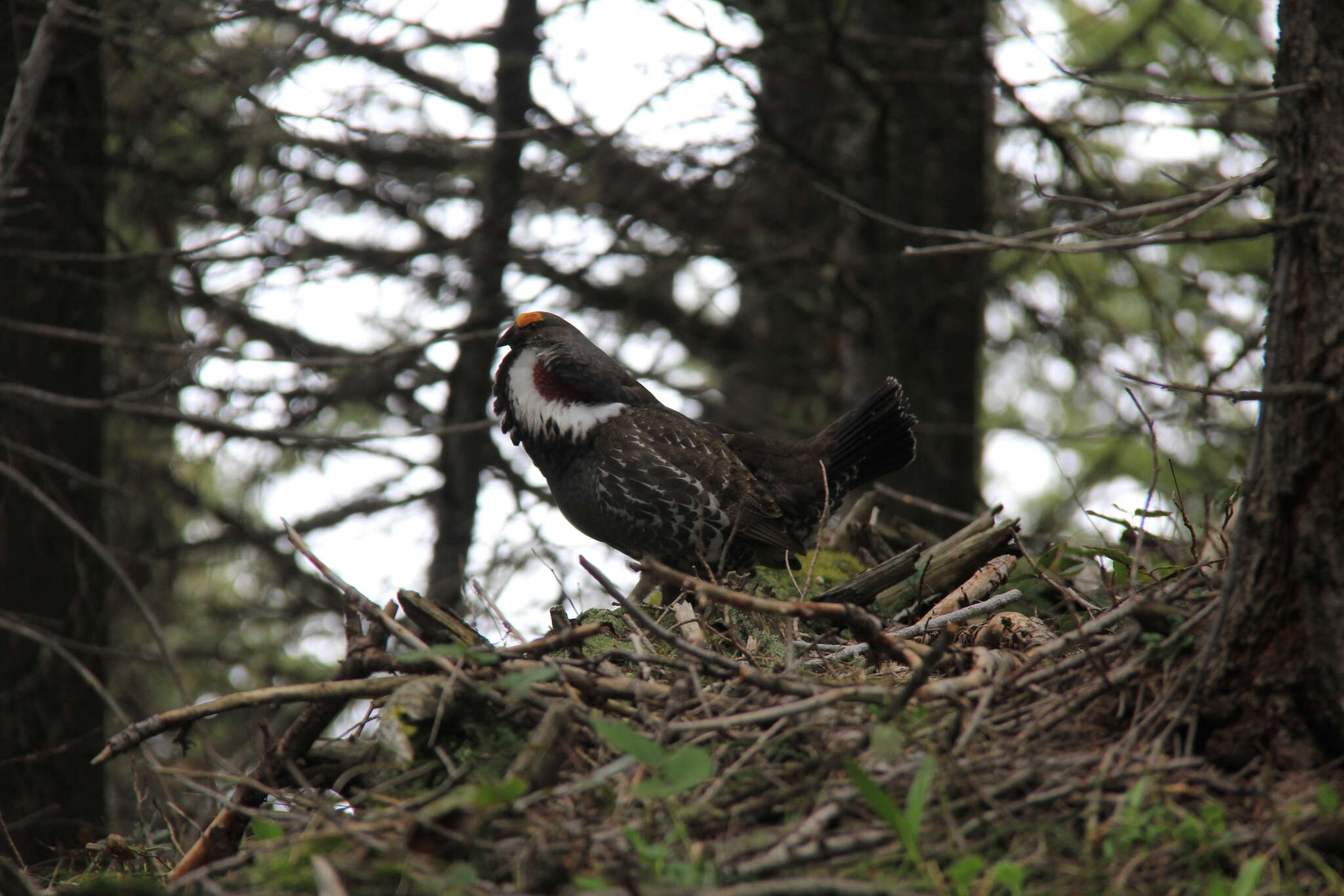 Image of Dusky Grouse