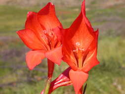 Imagem de Gladiolus huttonii (N. E. Br.) Goldblatt & M. P. de Vos