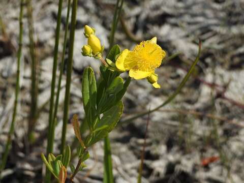 Image of Kalm's St. John's wort