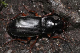 Imagem de Harpalus (Pseudoophonus) griseus (Panzer 1796)