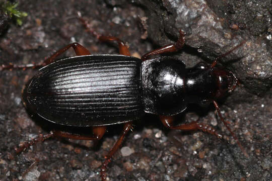 Image of Harpalus (Pseudoophonus) griseus (Panzer 1796)