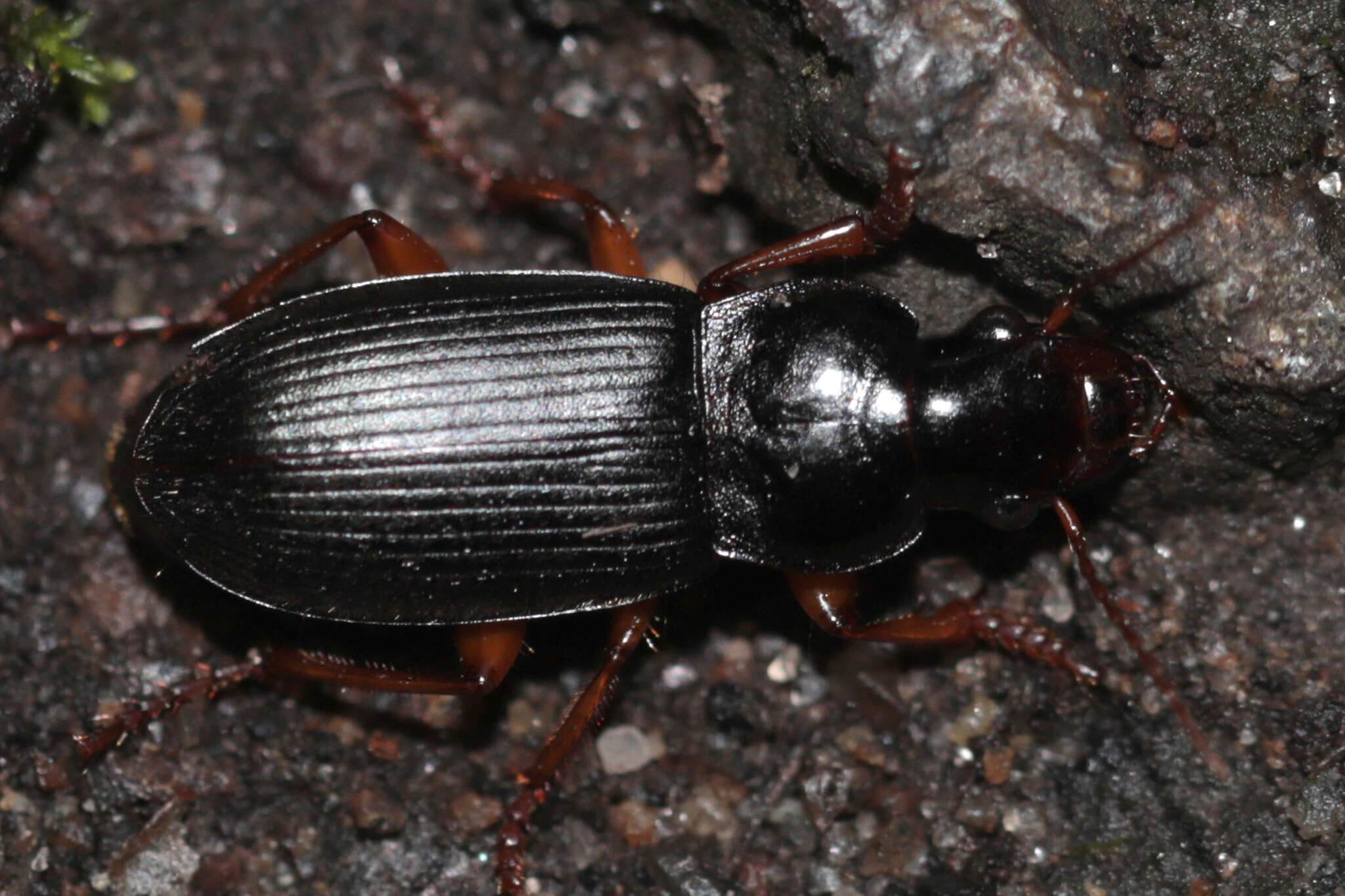 Image de Harpalus (Pseudoophonus) griseus (Panzer 1796)