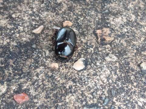 Image of black lawn beetle