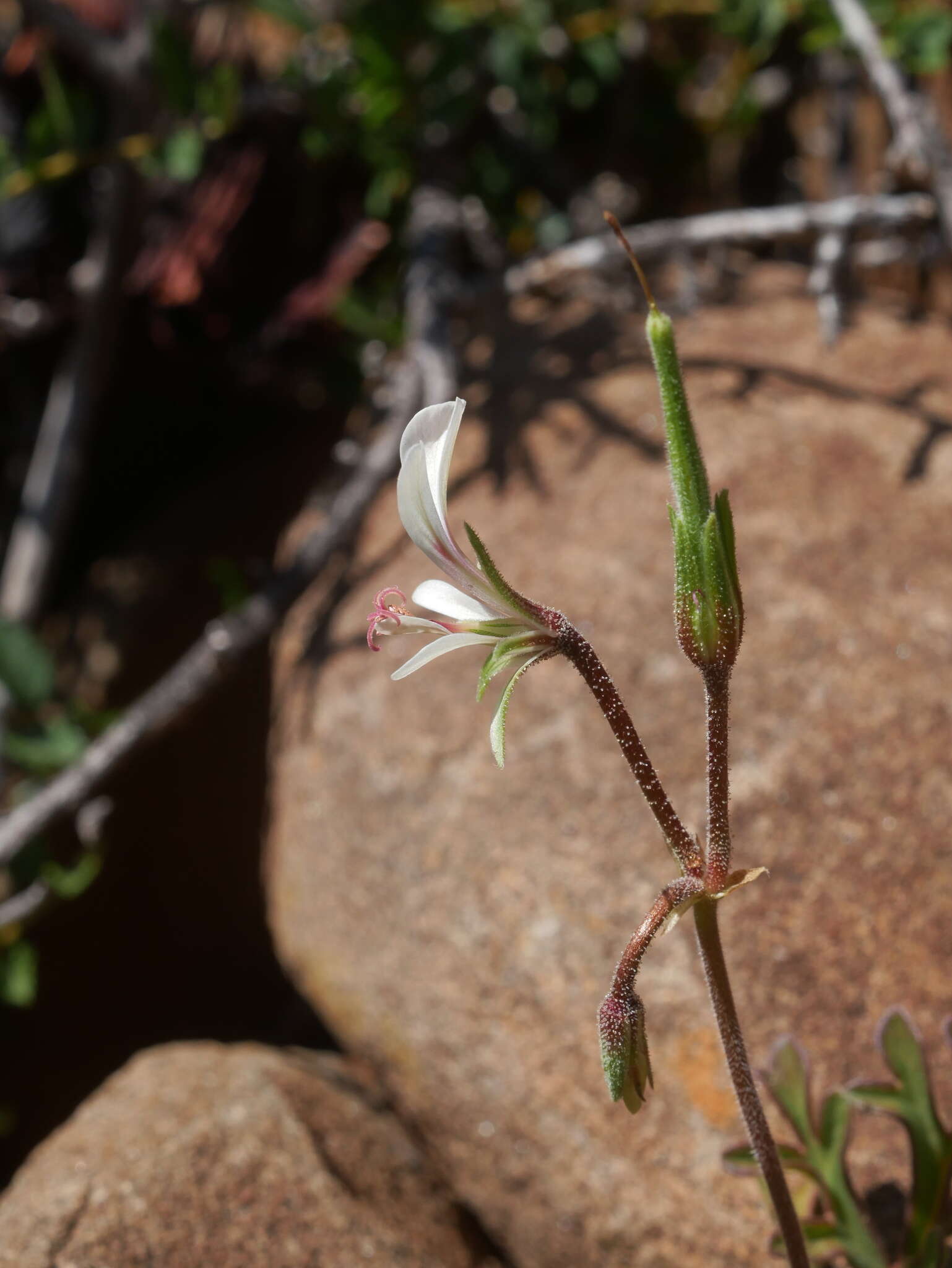 Image of Pelargonium exhibens P. Vorster