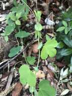 Image of pineland passionflower