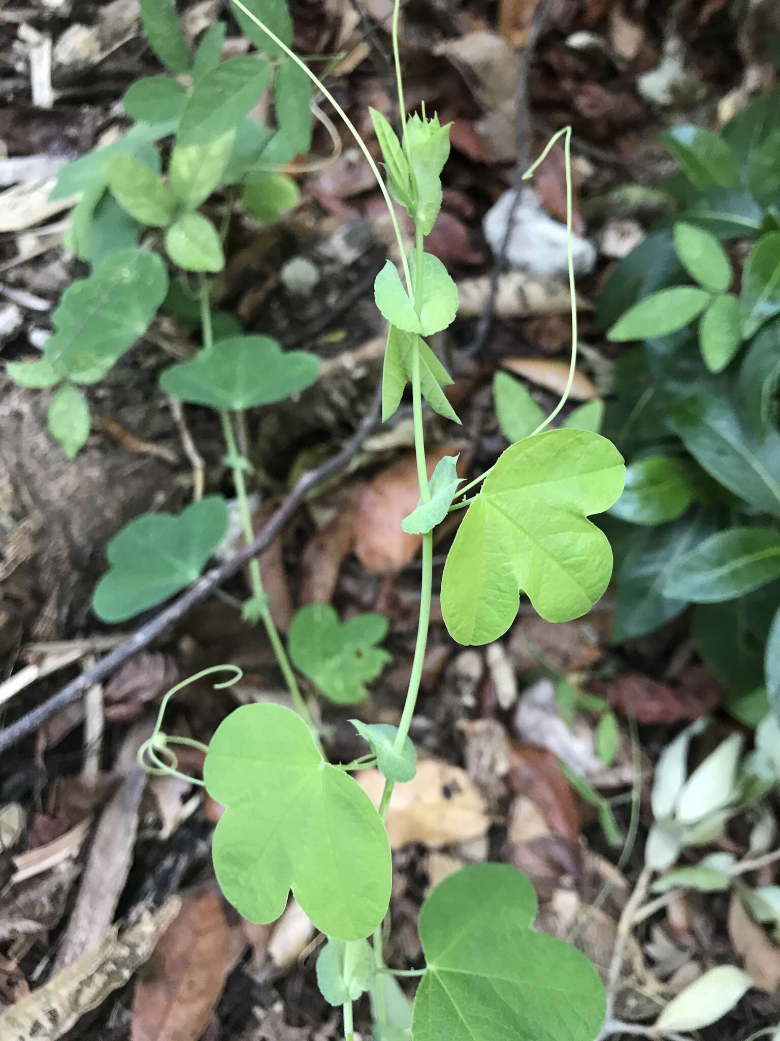 Image of pineland passionflower