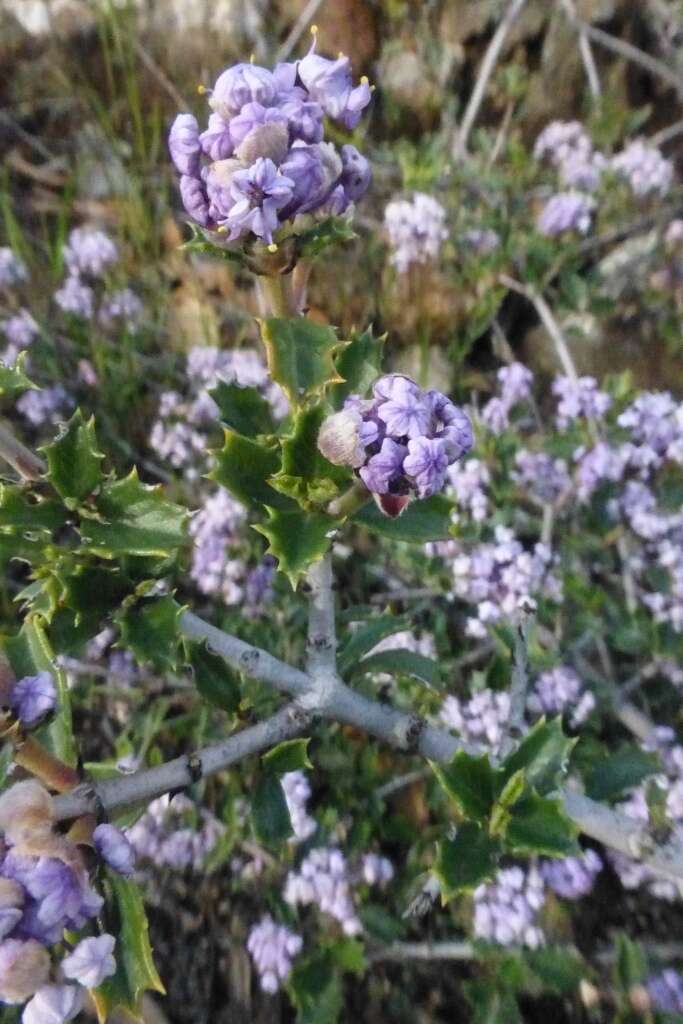 Image of Rincon Ridge ceanothus