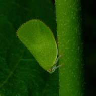 Image of Green Coneheaded Planthopper