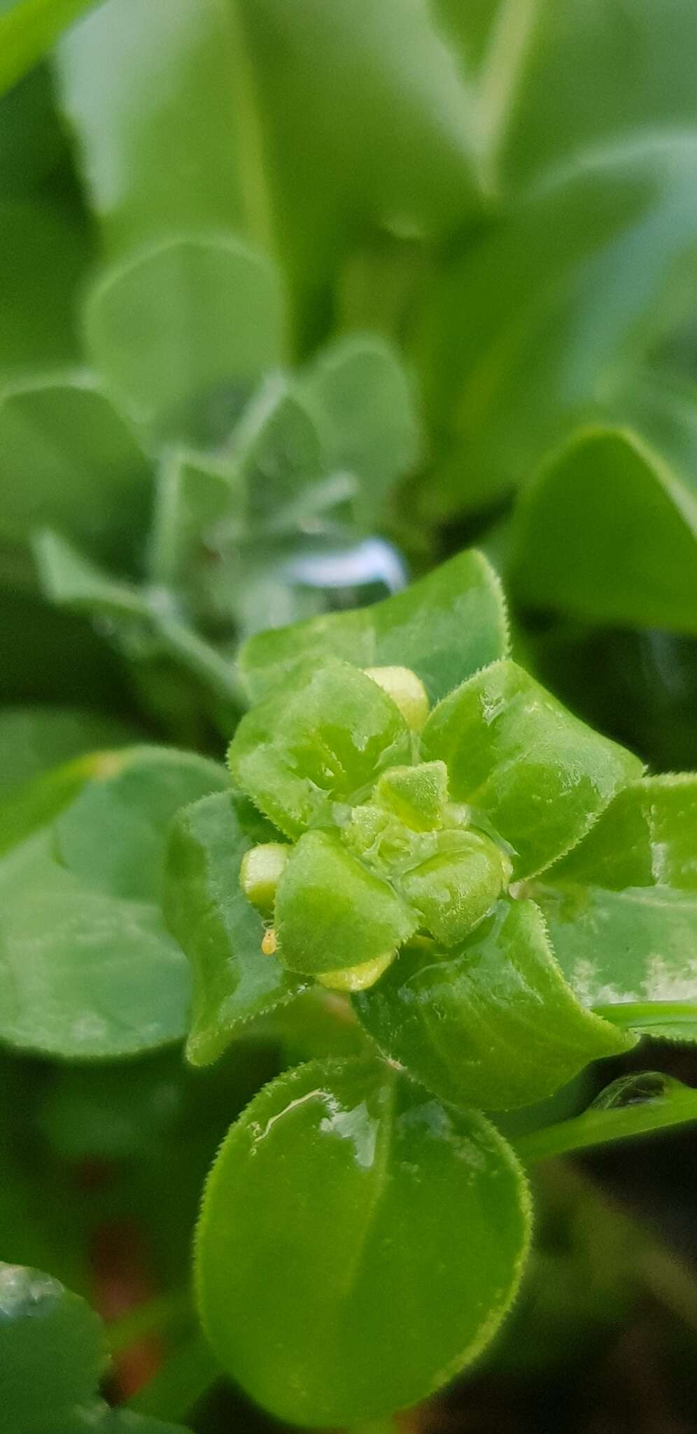 Image of Theligonum cynocrambe L.