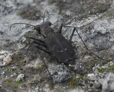 Image of Cicindela (Cicindelidia) trifasciata ascendens Le Conte 1851