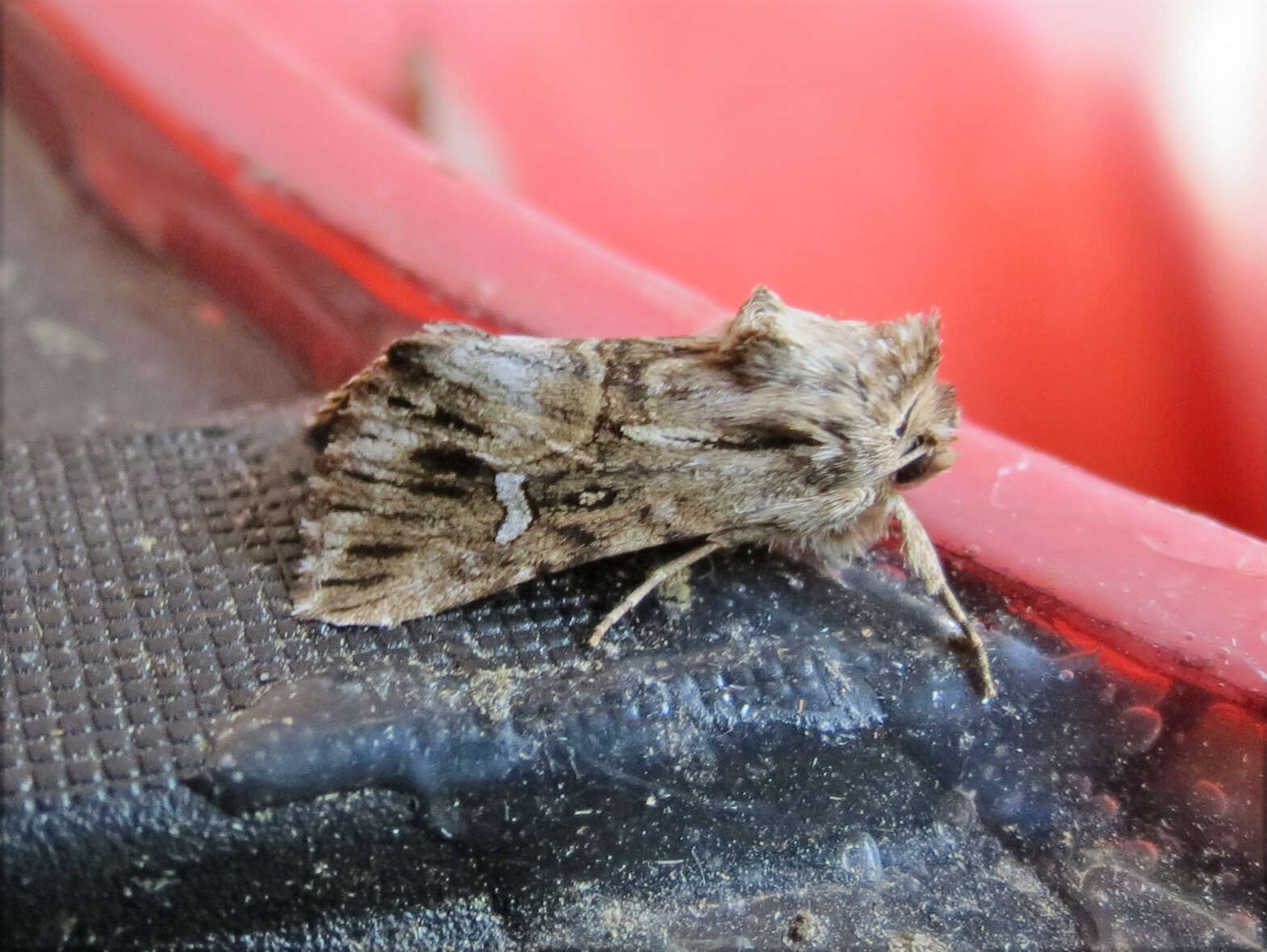 Image of toadflax brocade