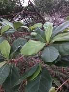 Image of Australian almond