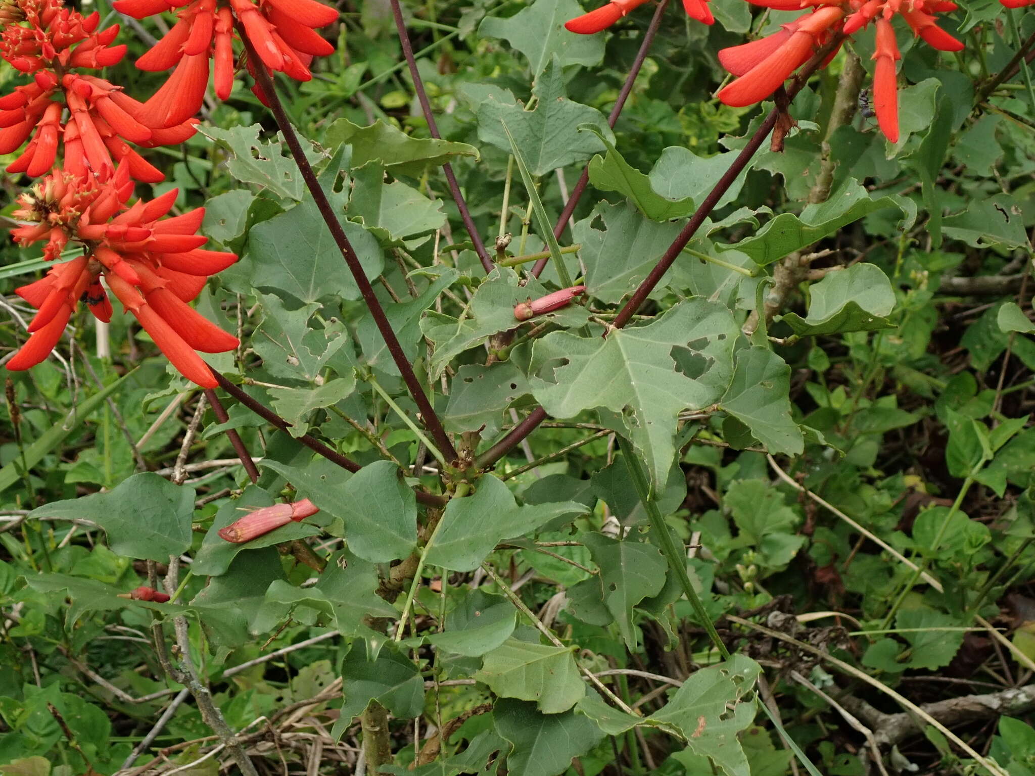 Image of dwarf erythrina