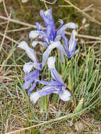 Image of Iris tenuifolia Pall.