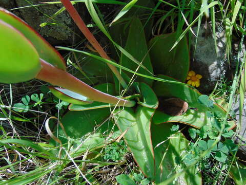 Image of Echeveria subrigida (Robins. & Seaton) Rose ex Britton & Rose