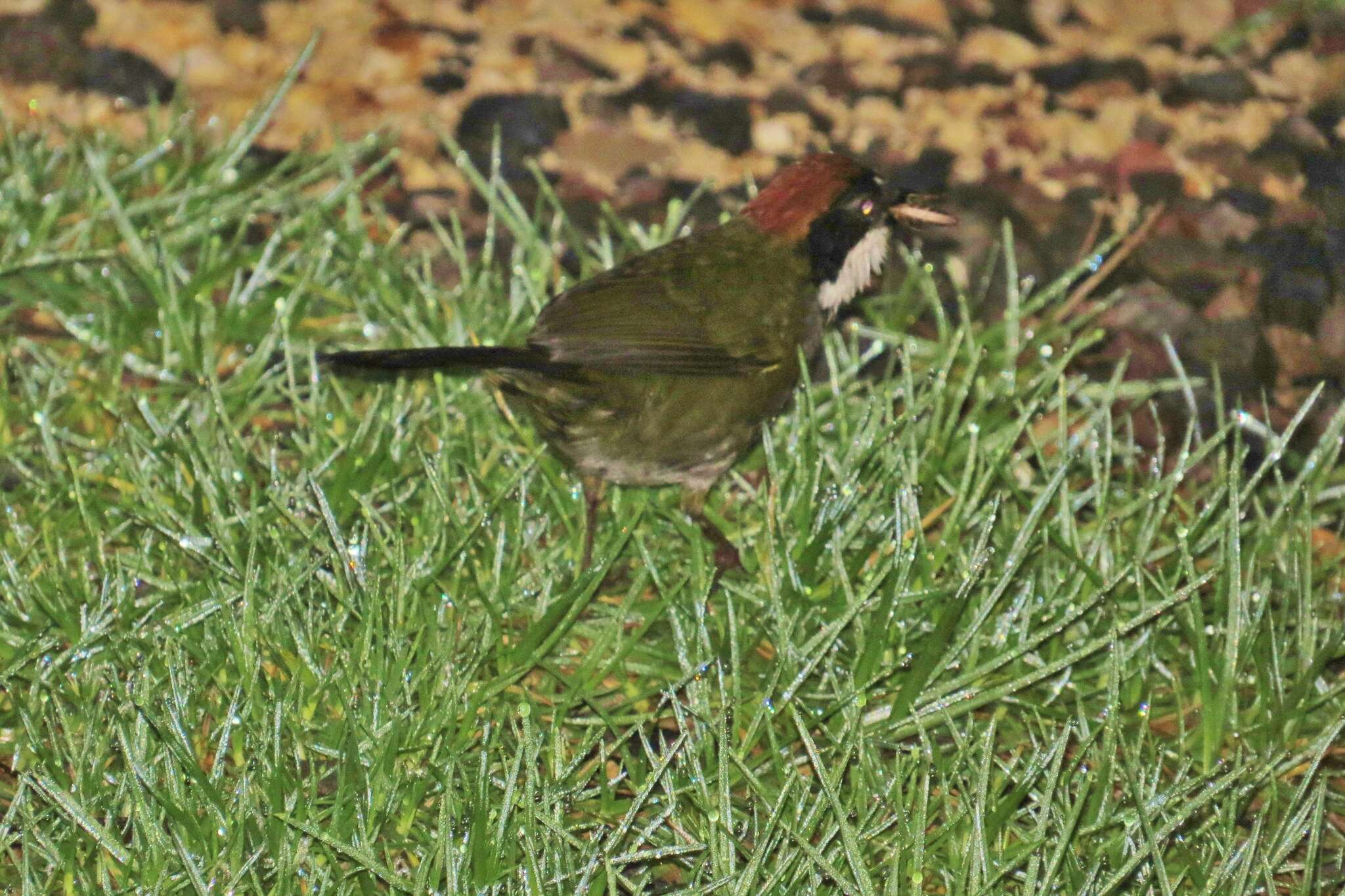 Image of Chestnut-capped Brush Finch