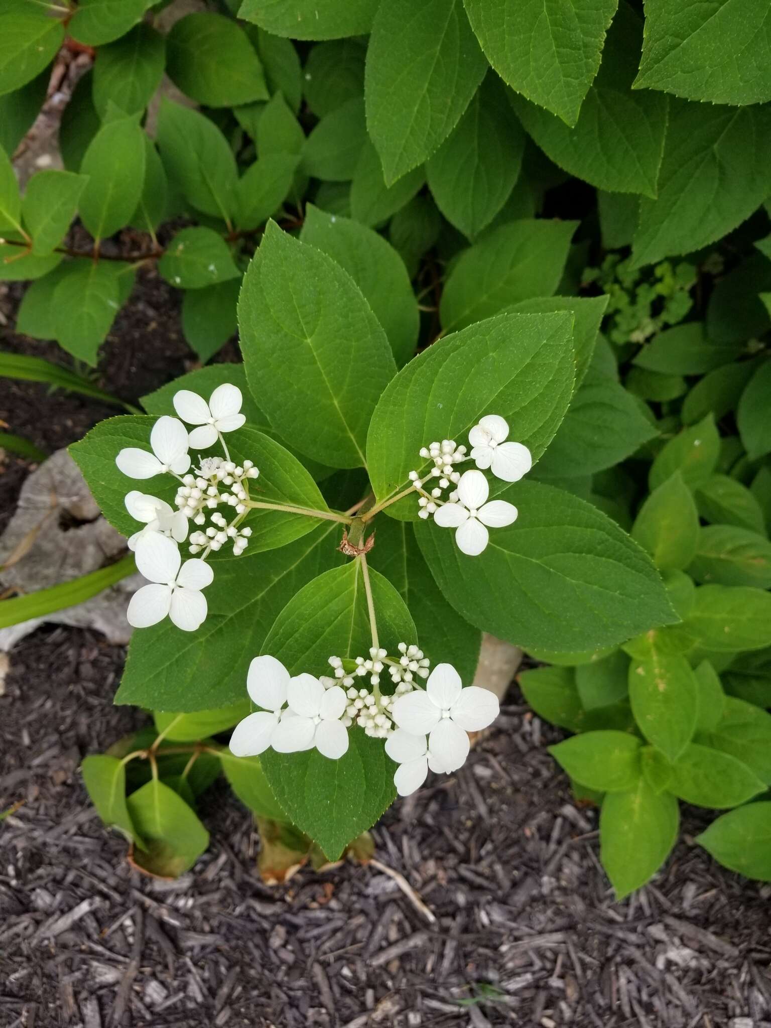 Image of panicled hydrangea