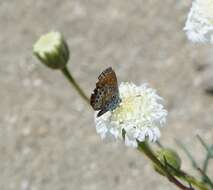 Image of Western pygmy blue