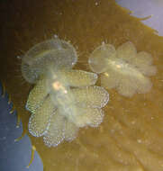 Image of Hooded sea slug