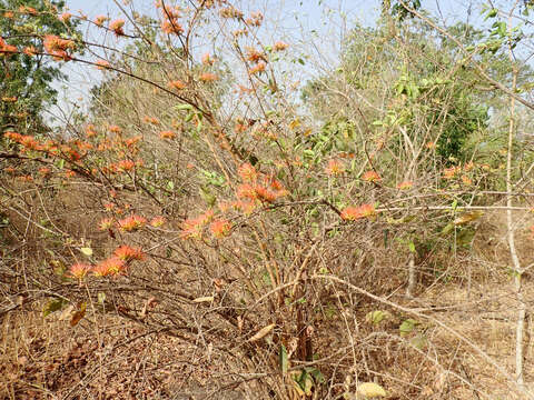 Image de Combretum paniculatum Vent.