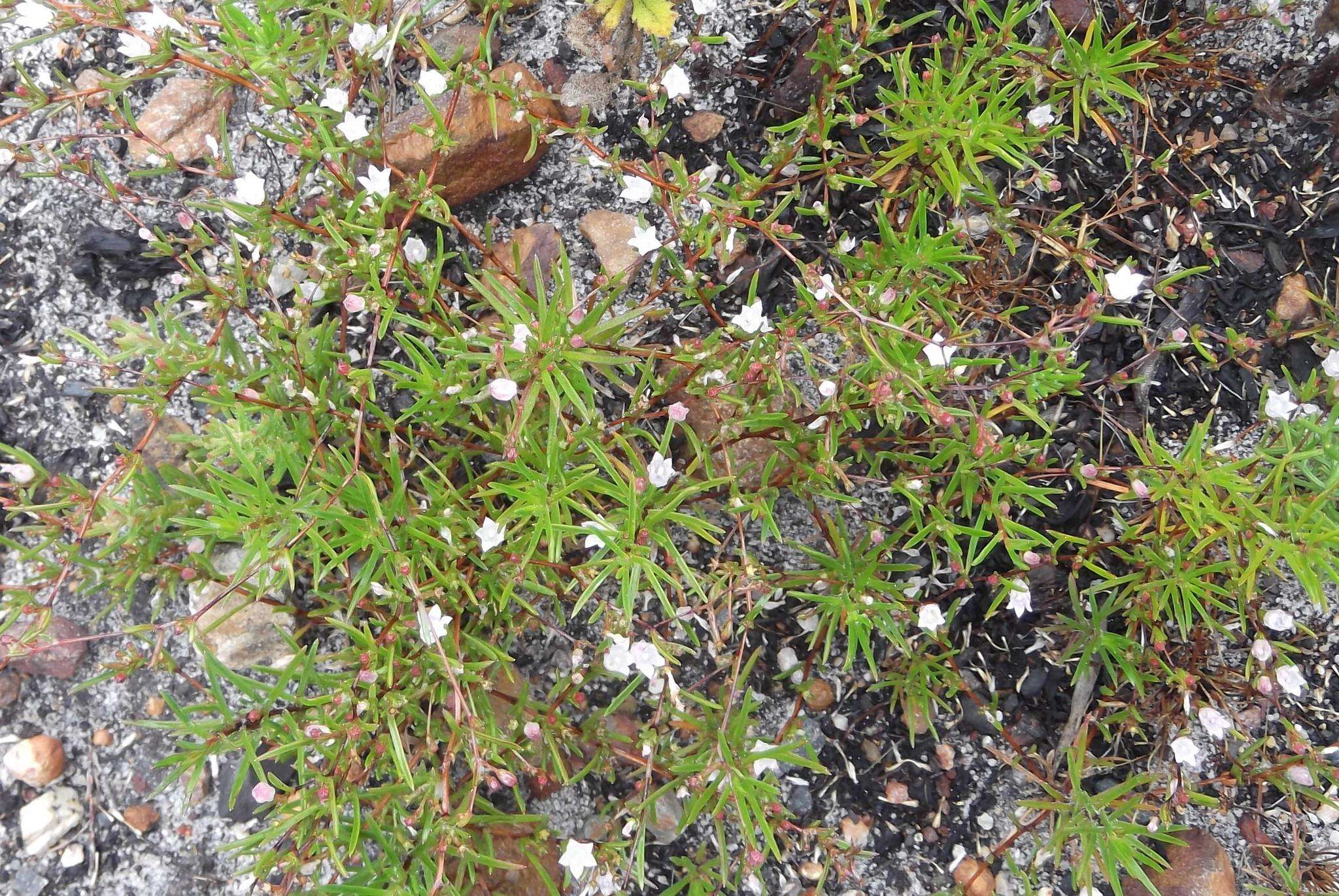 Imagem de Prismatocarpus sessilis var. sessilis