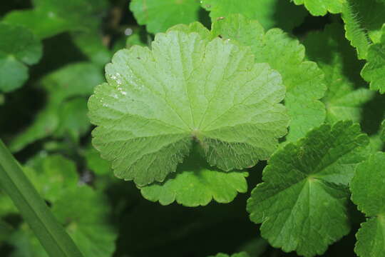 Image de Hydrocotyle bonplandii A. Rich.