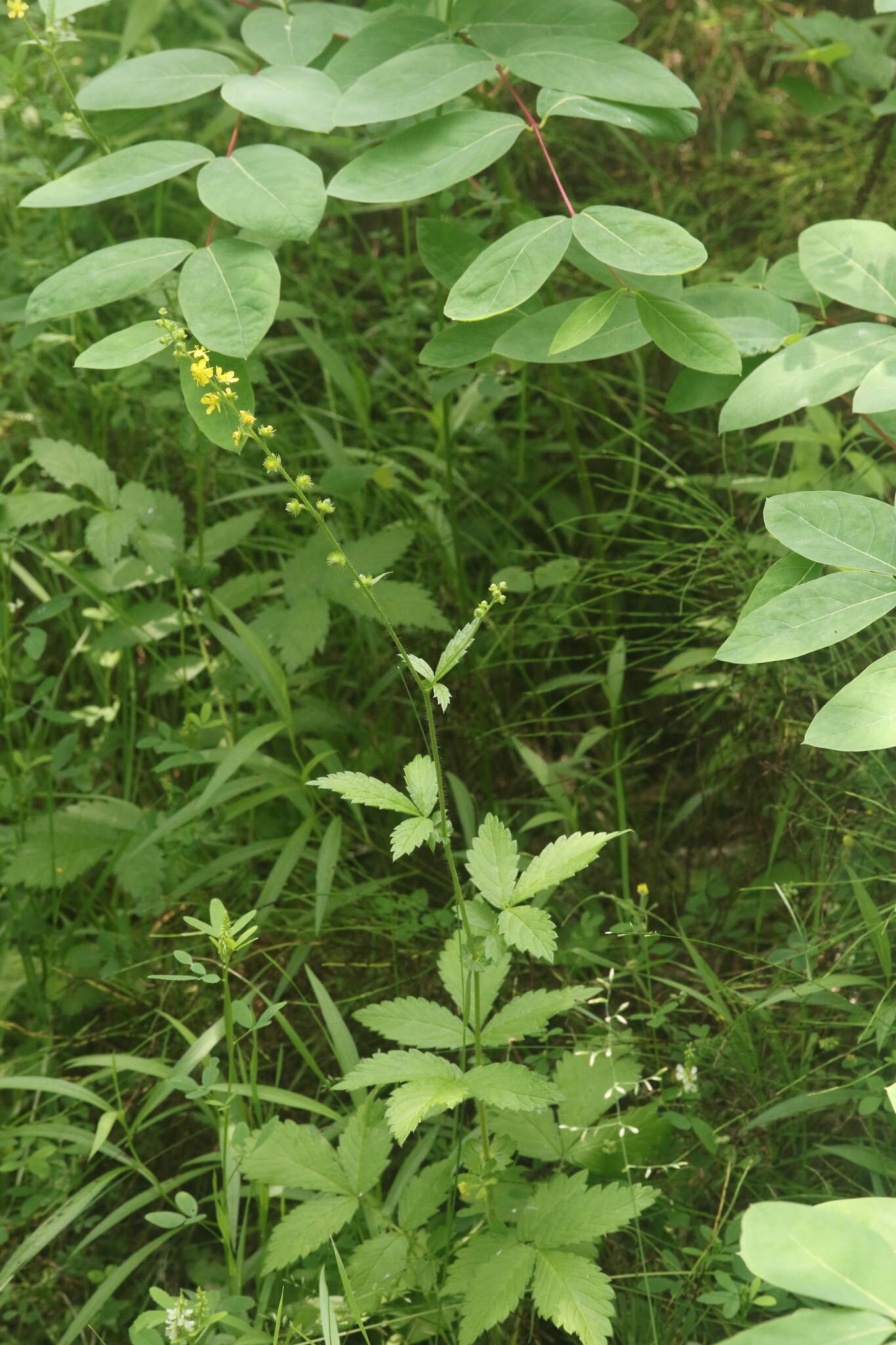 Image of tall hairy agrimony