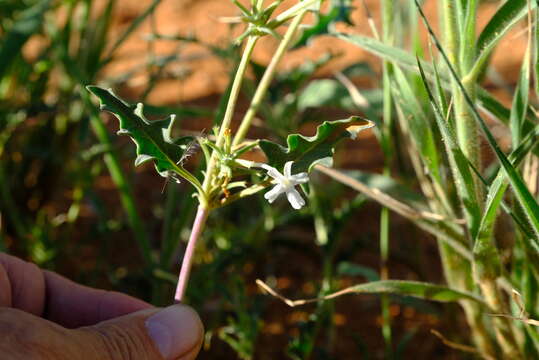 Image of Chascanum pumilum E. Mey.