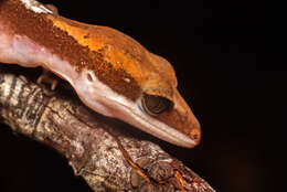 Image of Cat geckos
