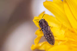 Image of Acmaeoderella adspersula (Illiger 1803)