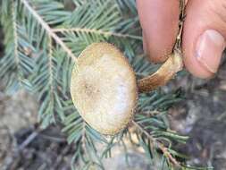 Image of Clitocybe glacialis Redhead, Ammirati, Norvell & M. T. Seidl 2000