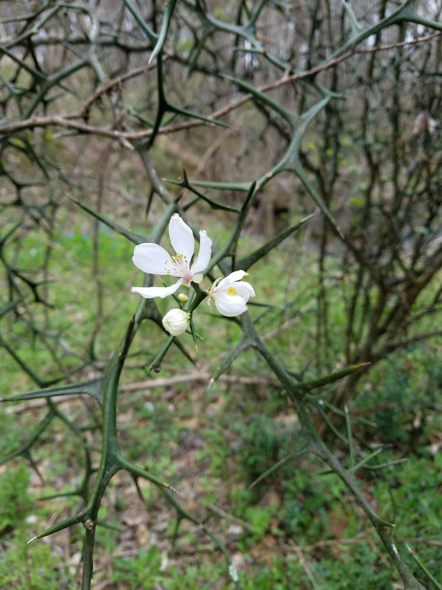 Image of hardy orange