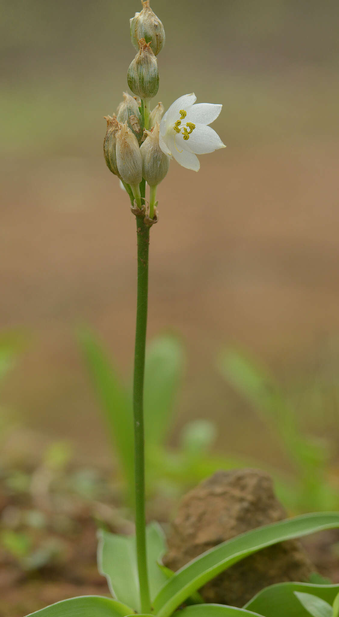 Слика од Chlorophytum tuberosum (Roxb.) Baker