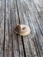 Image of dune snail